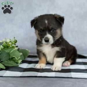 Katie, Pembroke Welsh Corgi Puppy